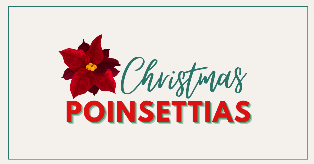 Order Christmas Poinsettias