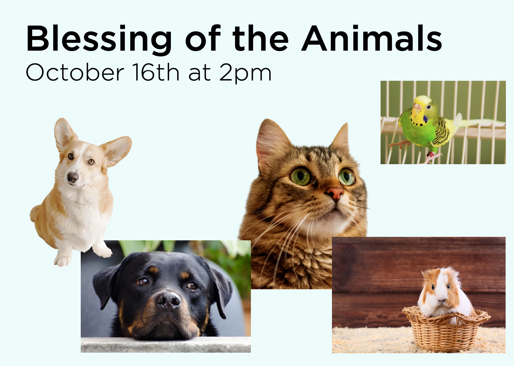 Blessing of the Animals